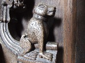 bear with a collar