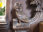 owl