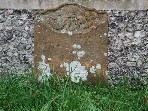lichen