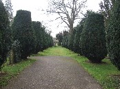 yew tree avenue