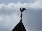 cock