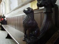 lion