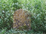 lost in the nettles of Nettlestead