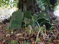 The Shimpling Dead