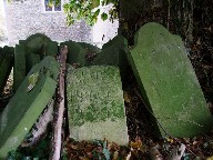 The Shimpling Dead