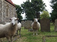 Sotherton sheep