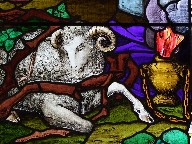 ram caught in a thicket