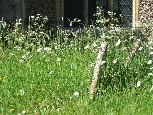 dog daisies