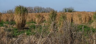 Wierd stuff: the heath around St Denis.